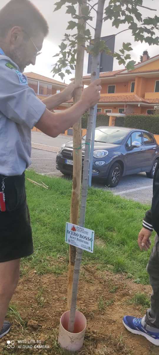 Anche gli aceri hanno bisogno di un sostegno